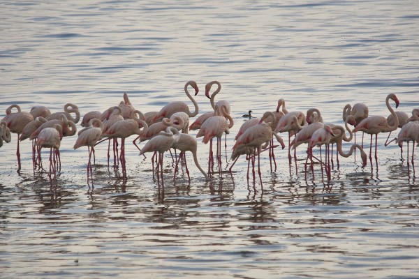 FLAMENCOS