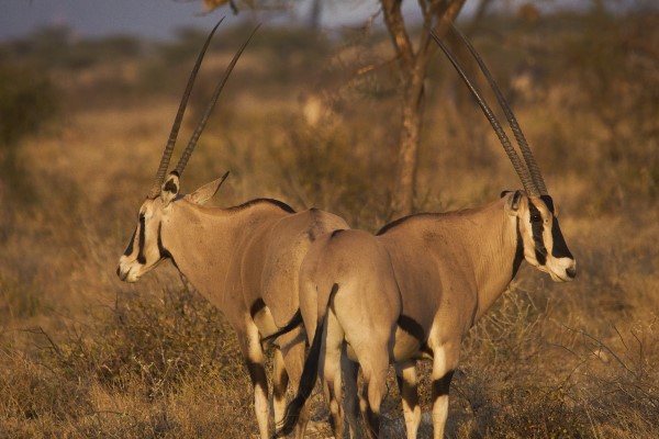 Impala