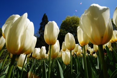 TULIPANES